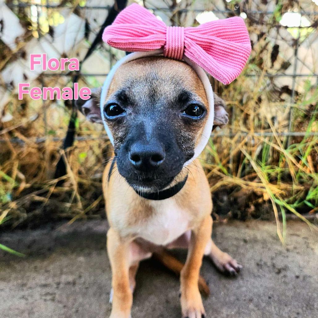 Flora, Adopted, Puppy Female Chihuahua.
