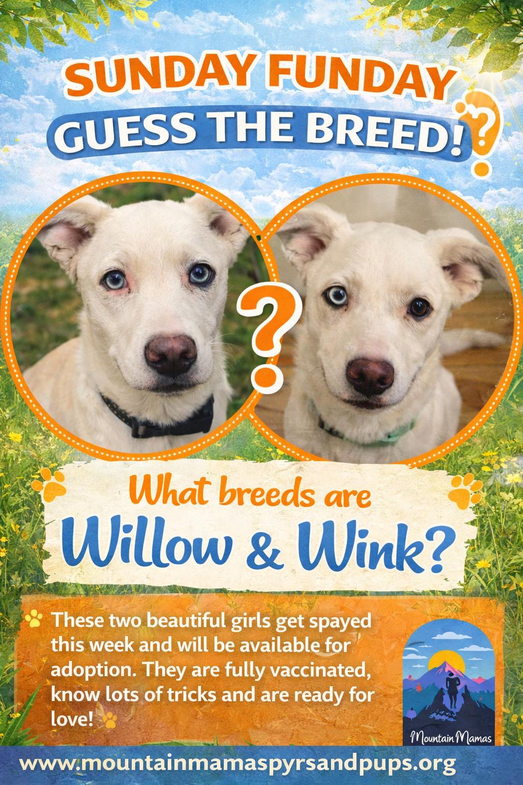 Wink, a Adoptable mixed breed in Midway, UT image 1/2