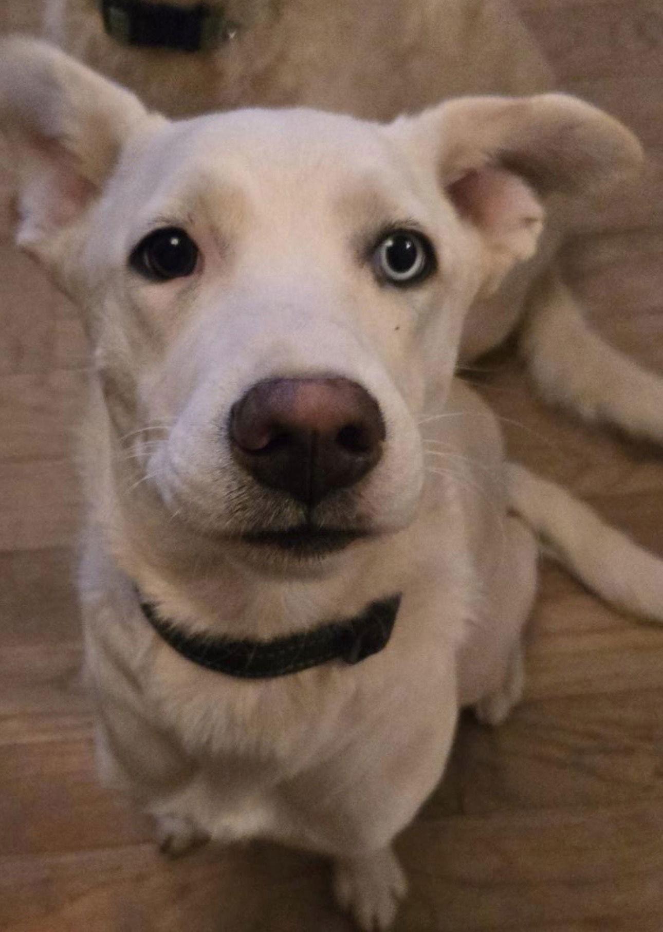 Wink, a Adoptable mixed breed in Midway, UT image 2/2