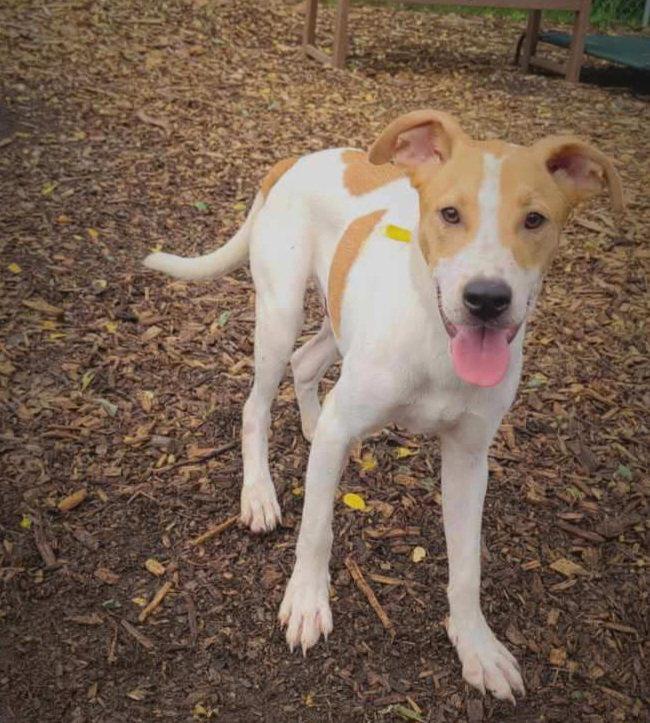 Jagger, Adoptable, Young Male Hound.