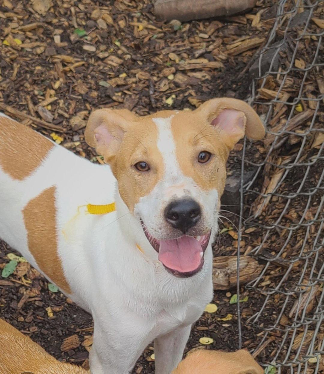 Enlarge Jagger, a Adoptable Hound in Ringwood, NJ image 2/3