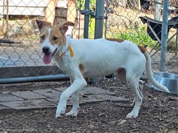 Enlarge Jagger, a Adoptable Hound in Ringwood, NJ image 3/3