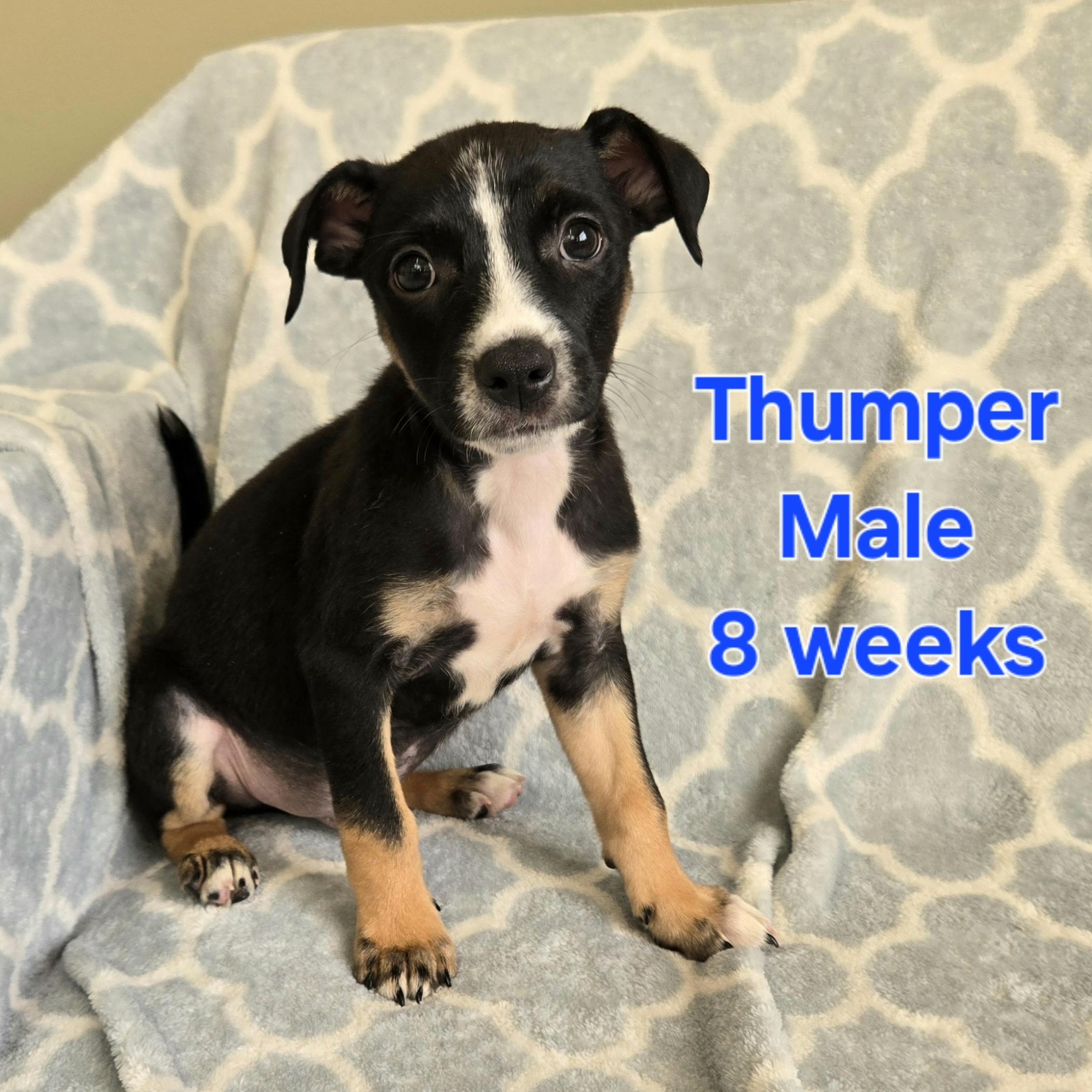 Thumper