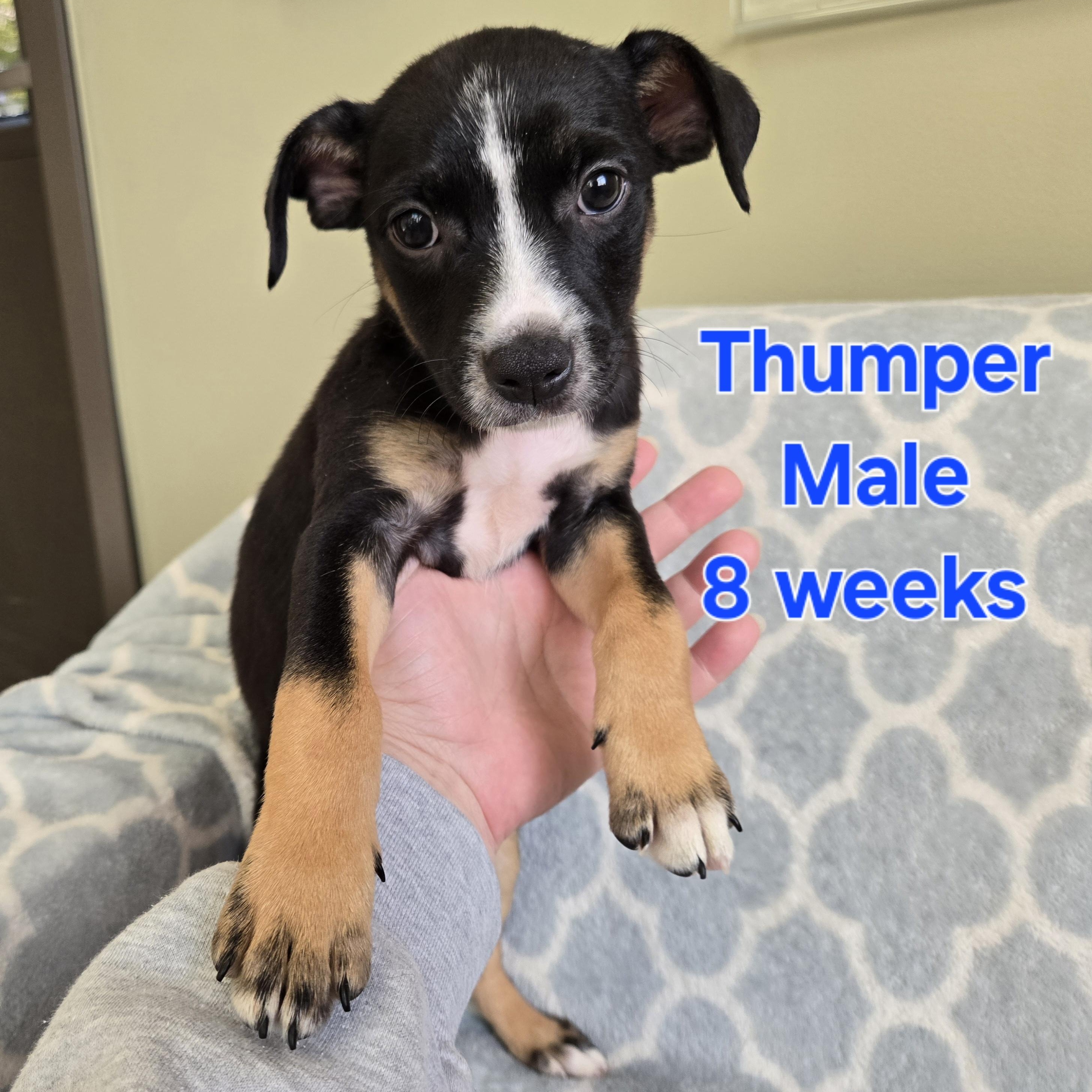 Thumper