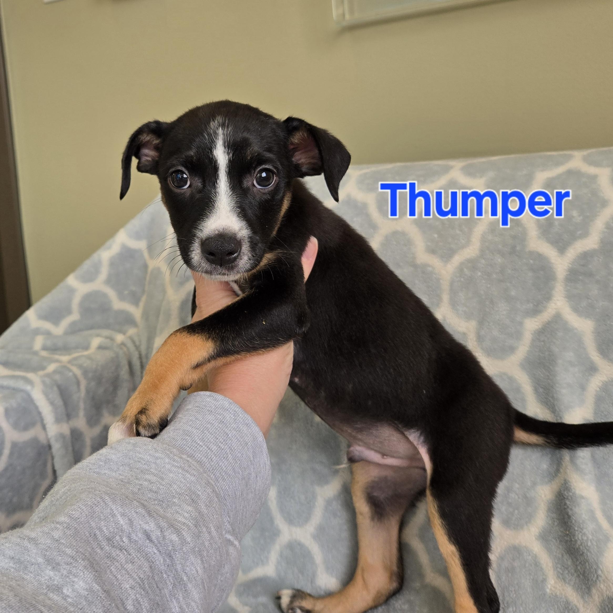 Thumper