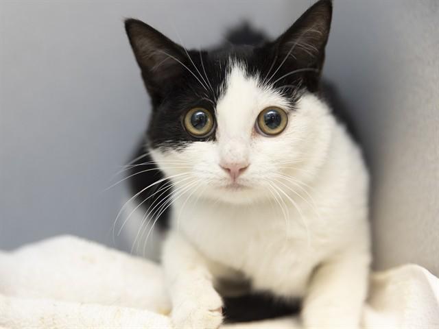 Enlarge COOKIE, a Adoptable Domestic Short Hair in Phoenix, AZ image 1/1