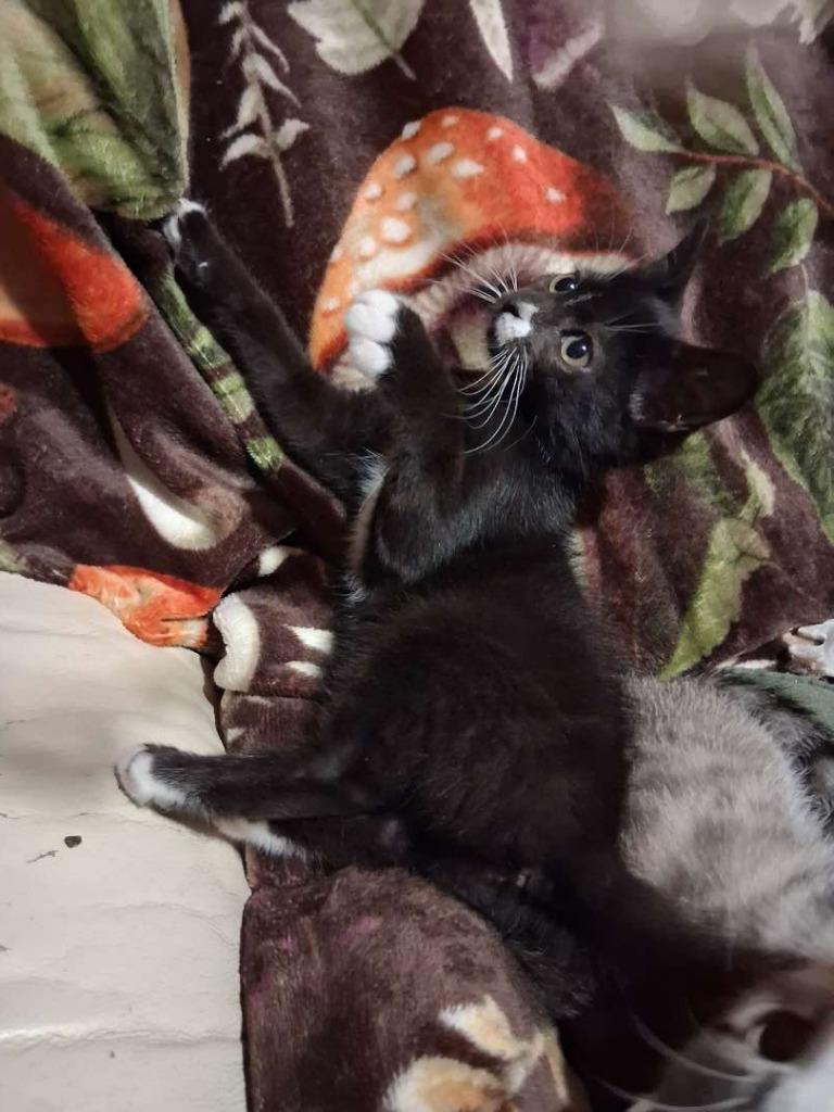 Enlarge Lotus, a Adoptable Domestic Short Hair in Hillsboro, OH image 1/1