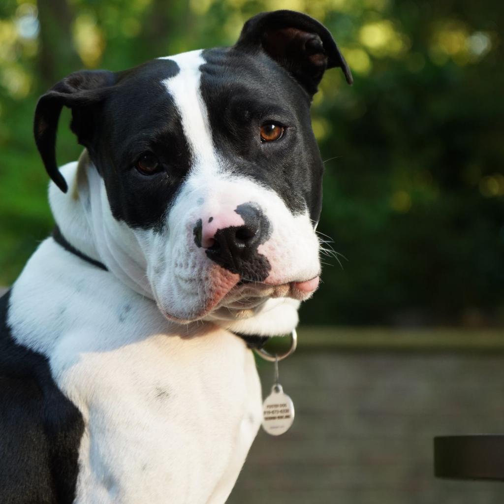 Enlarge Otis, a Adoptable Pit Bull Terrier in Raleigh, NC image 1/6
