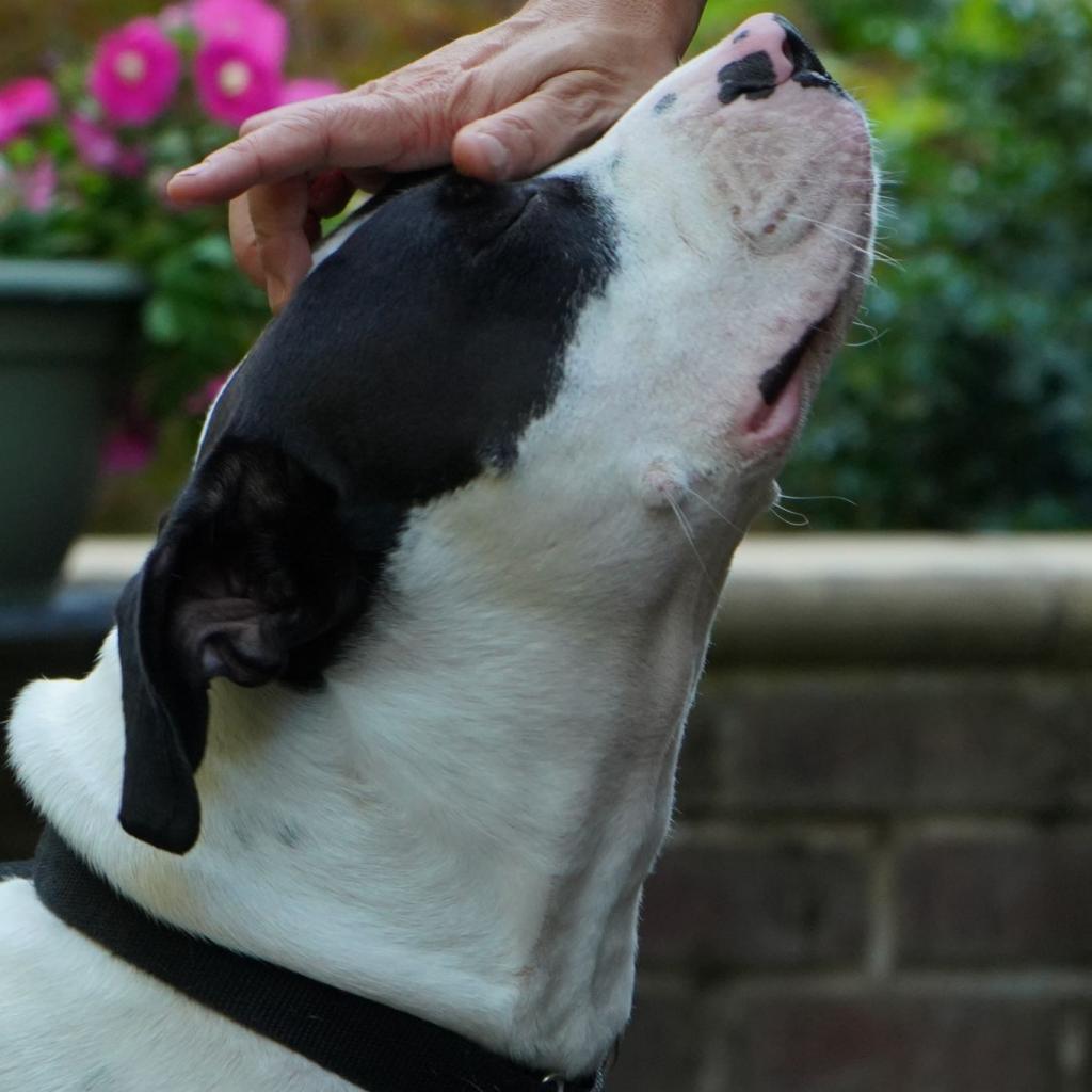 Enlarge Otis, a Adoptable Pit Bull Terrier in Raleigh, NC image 5/6