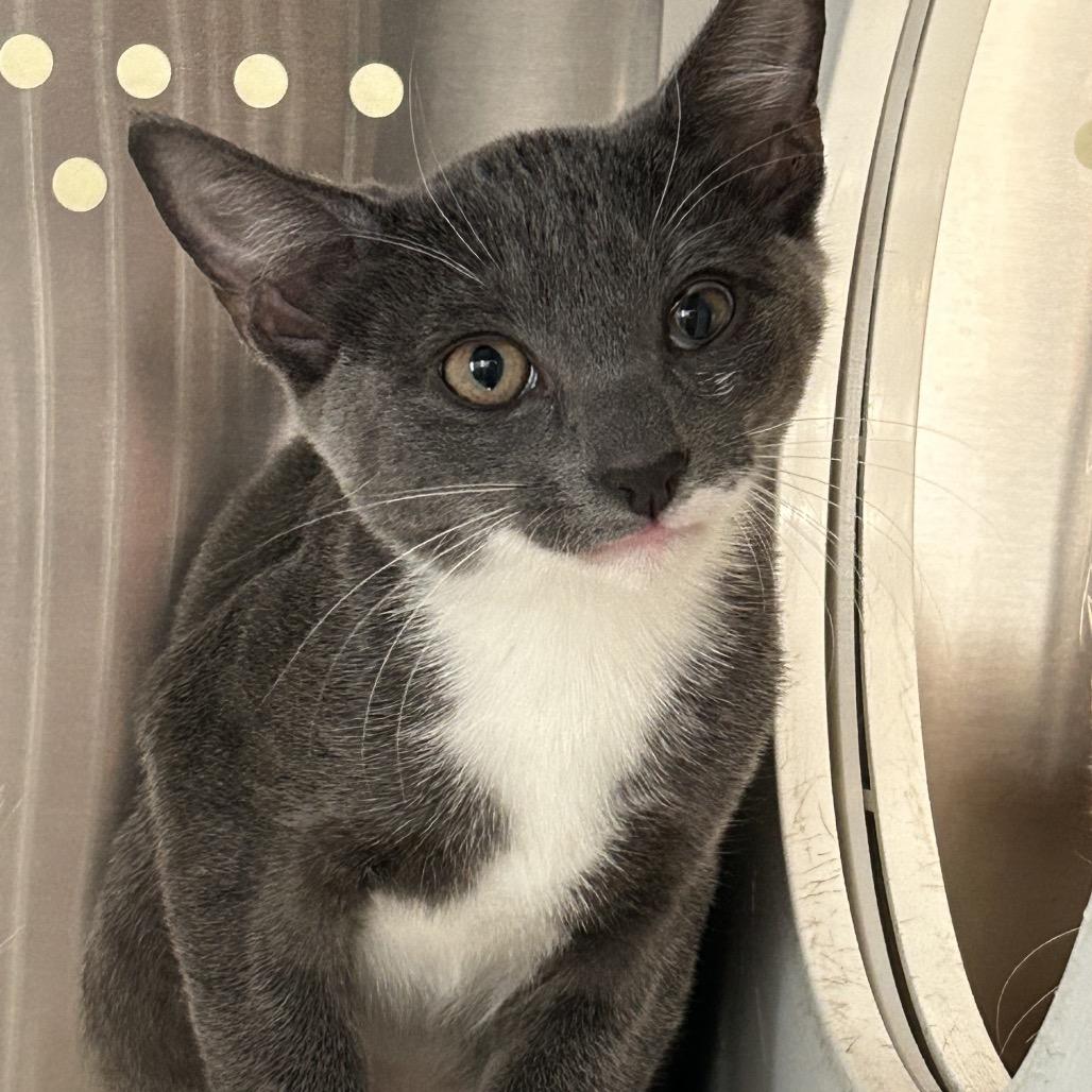 Enlarge Kinder Houston, a Adoptable Domestic Short Hair in Denver, CO image 1/1