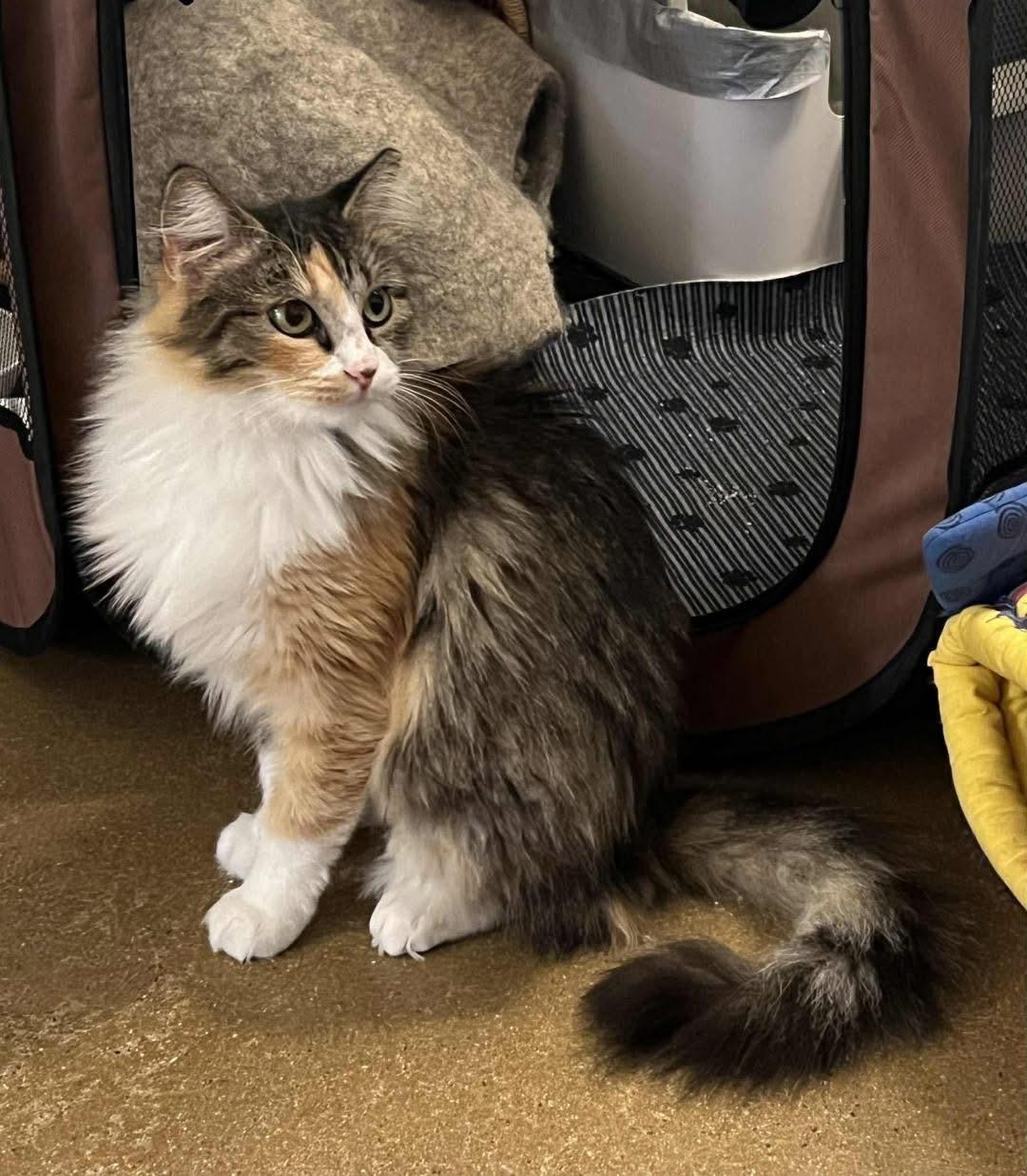 Frankie, a ADOPTABLE Calico in Gilbert, AZ image 3/4