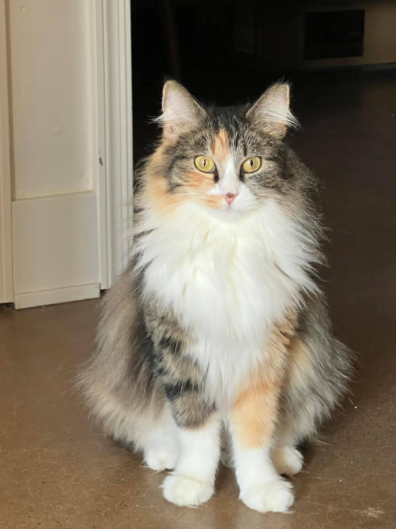 Frankie, a ADOPTABLE Calico in Gilbert, AZ image 1/4