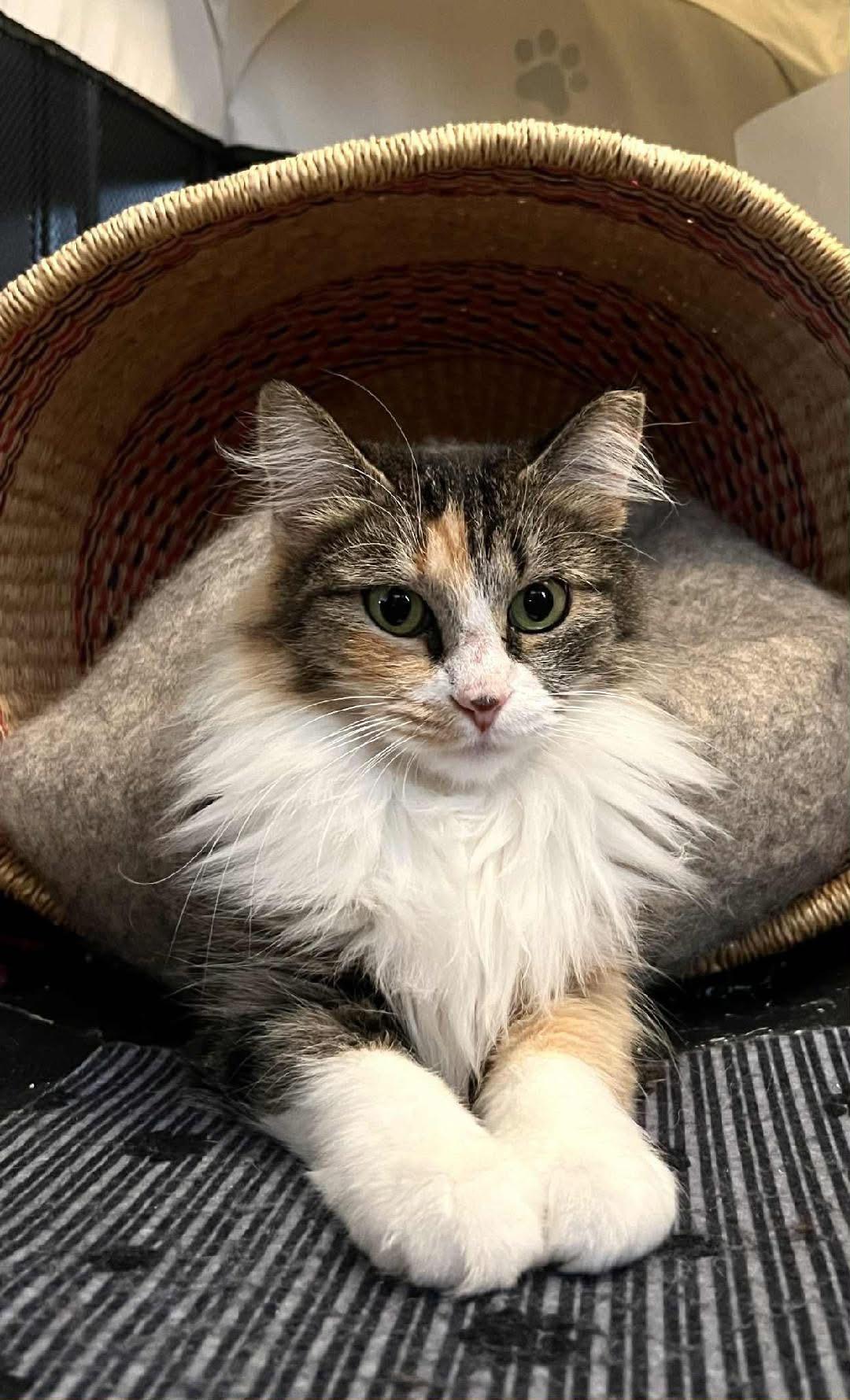 Frankie, a ADOPTABLE Calico in Gilbert, AZ image 4/4