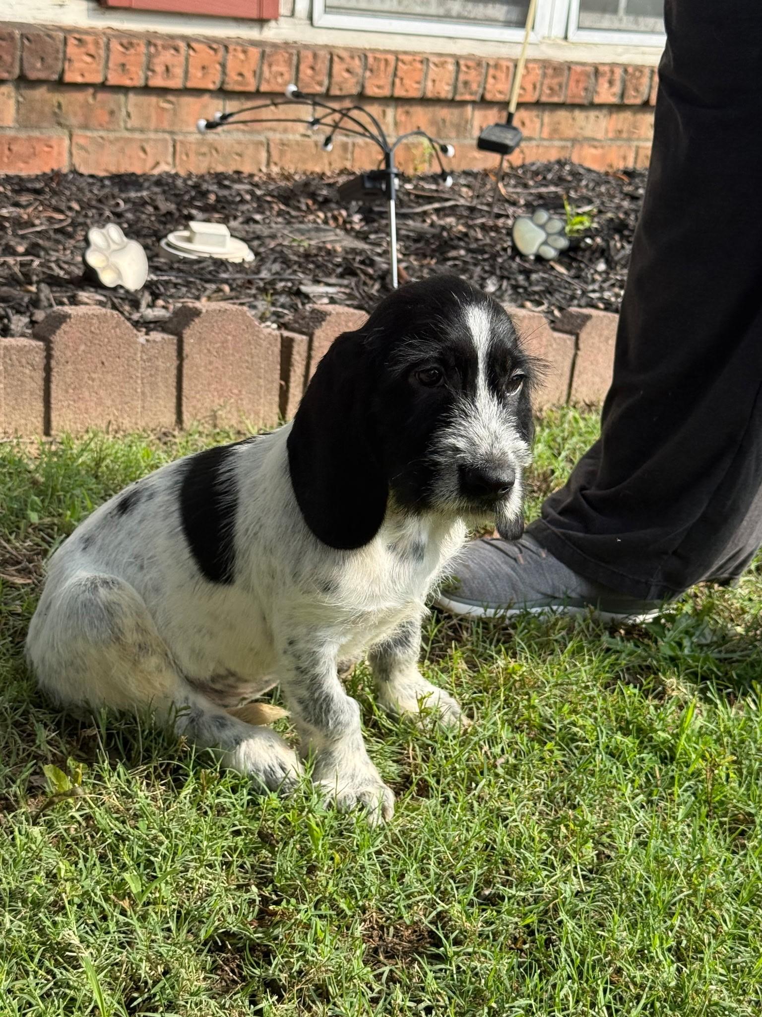 Enlarge Cari (Lisa-fostered in TN), a Adoptable mixed breed in Brooklyn, CT image 3/5