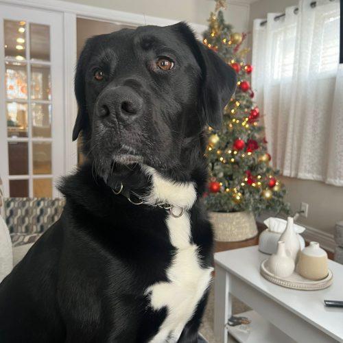 Alphonse, Adoptable, Adult Male Black Labrador Retriever & Border Collie.