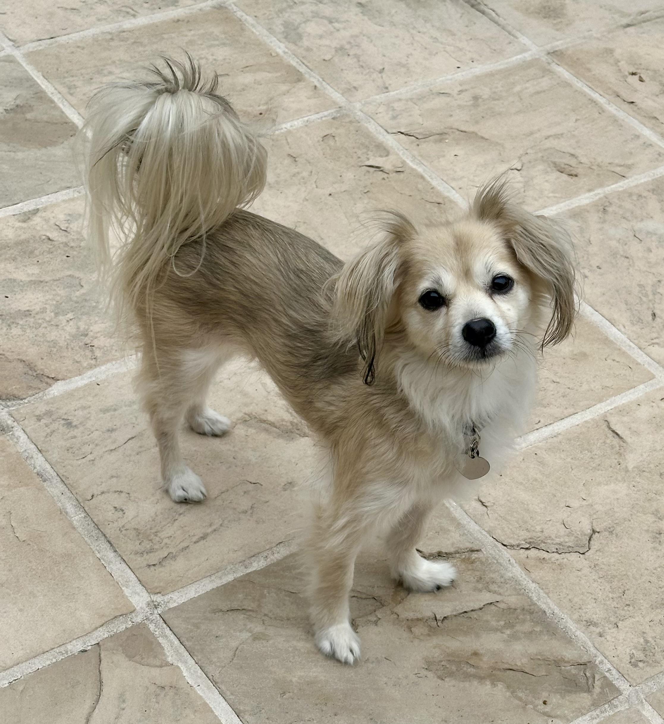Kushi, ADOPTABLE, Young Female Spaniel.