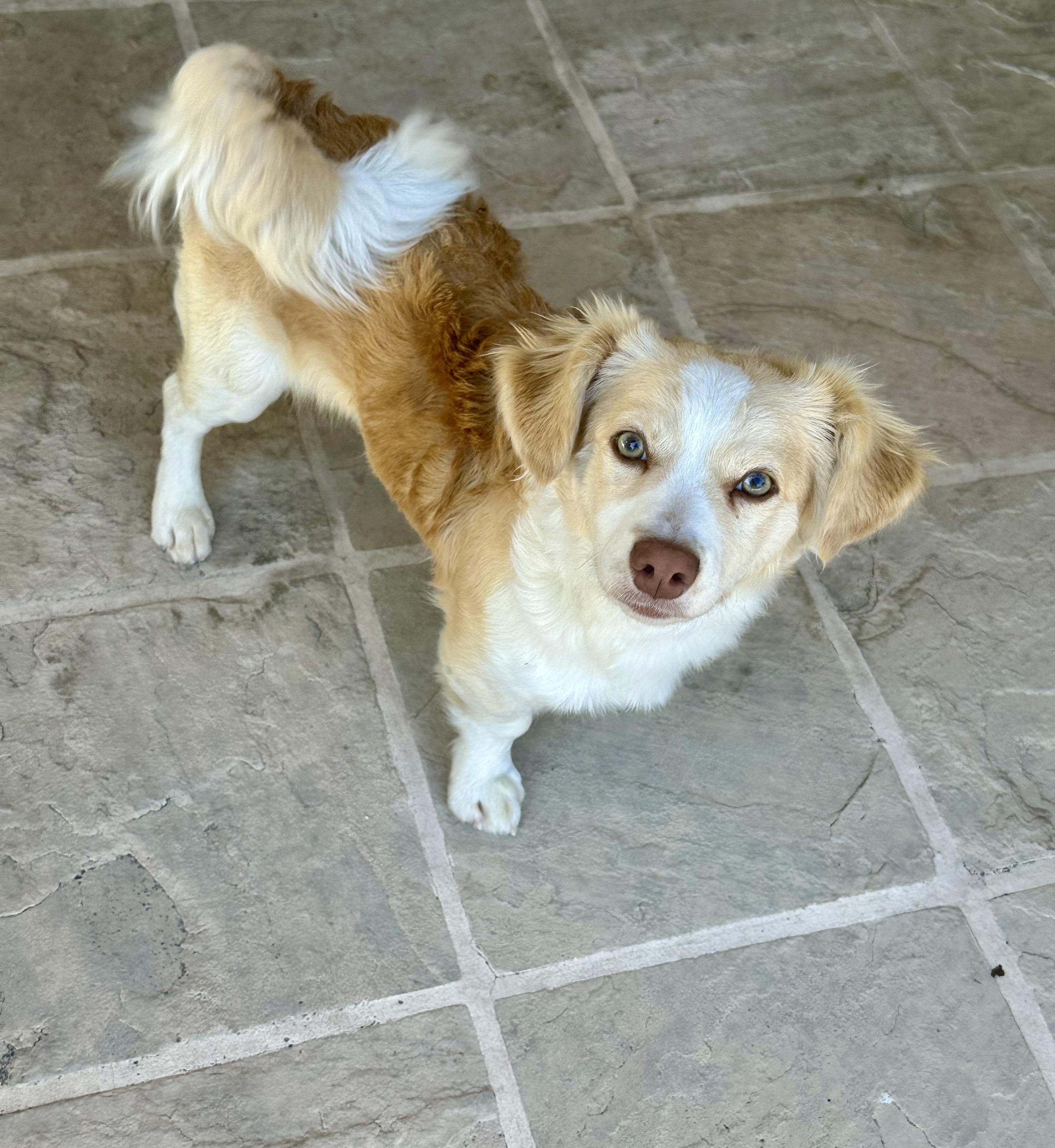 Zeke, a ADOPTABLE mixed breed in Fremont, CA image 1/4