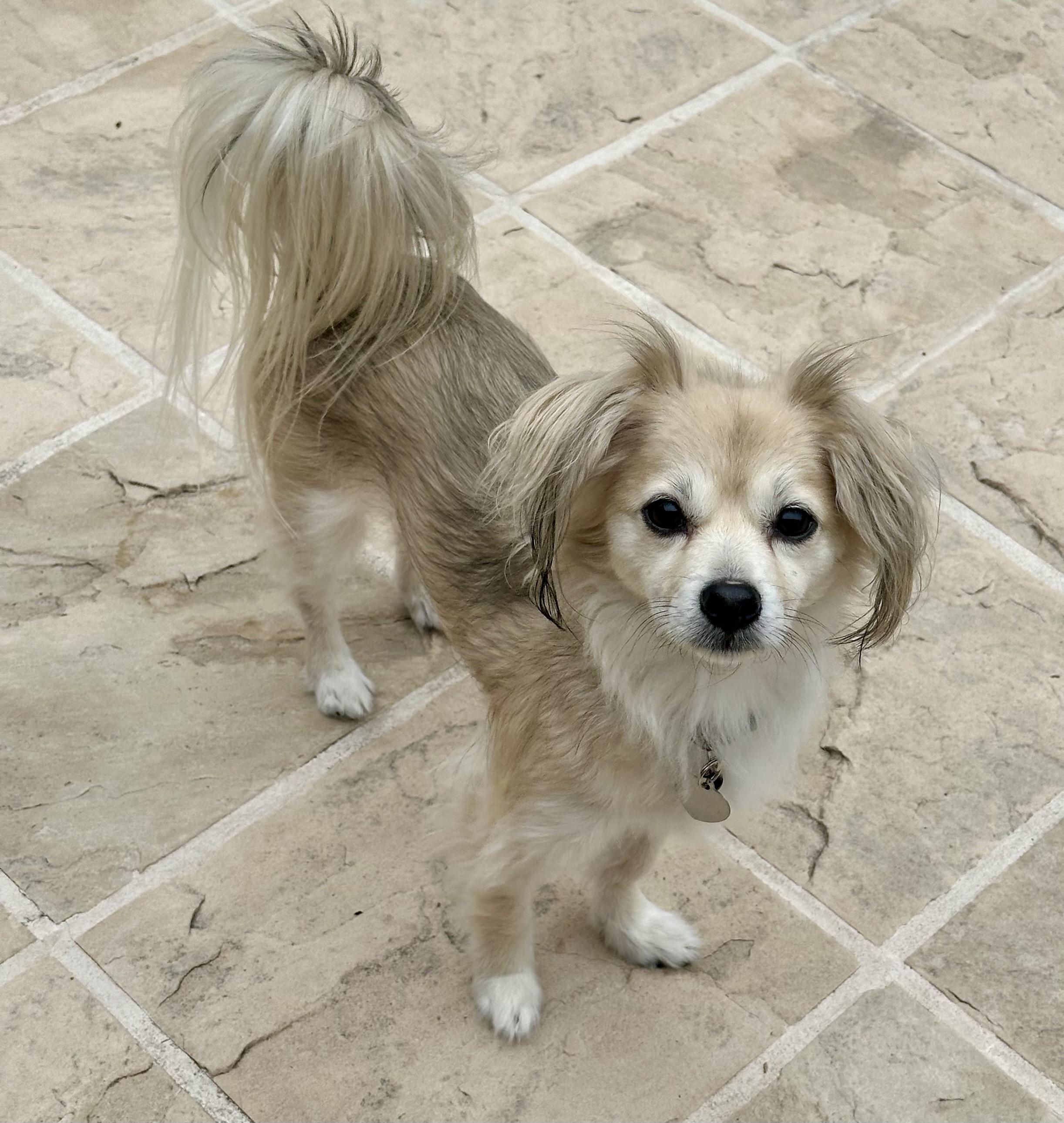 Enlarge Kushi, a ADOPTABLE mixed breed in Fremont, CA image 2/2