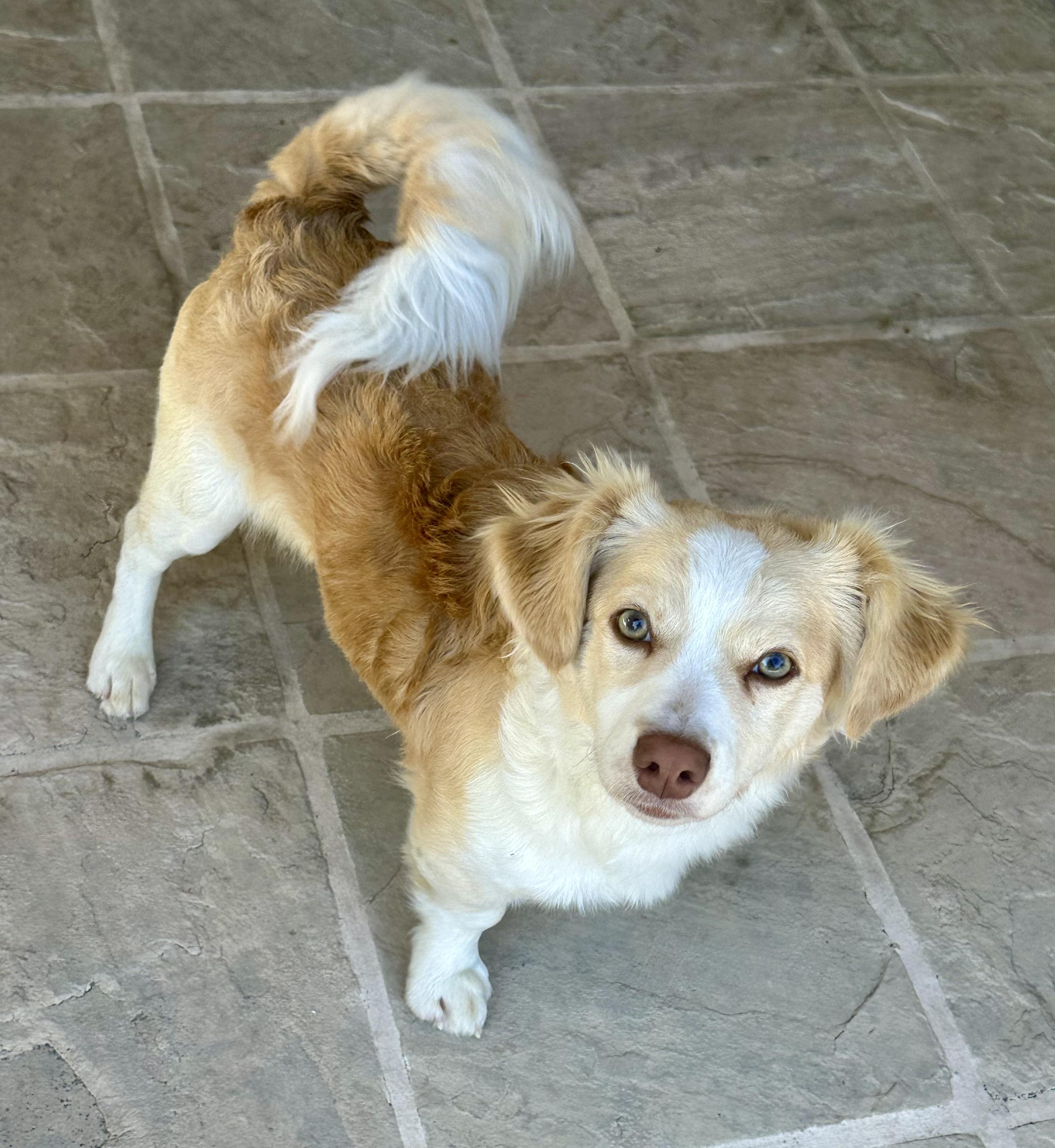 Zeke, a ADOPTABLE mixed breed in Fremont, CA image 3/4