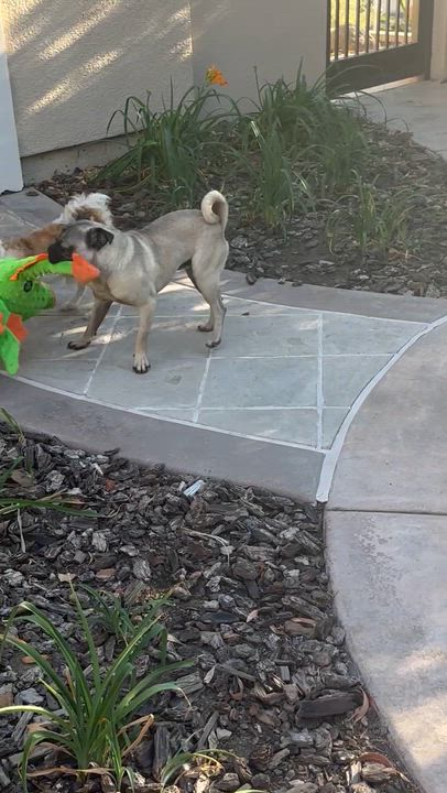 Enlarge Zeke, a ADOPTABLE mixed breed in Fremont, CA video 4/4