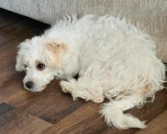 Enlarge Lily, a Adopted mixed breed in Decatur, GA image 1/3