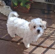 Enlarge Lily, a Adopted mixed breed in Decatur, GA image 2/3