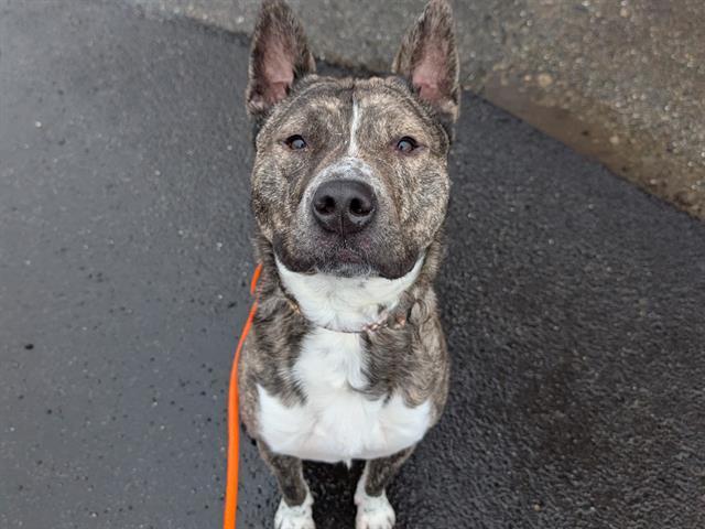 Enlarge ARCHER, a Adoptable mixed breed in Tacoma, WA image 1/1