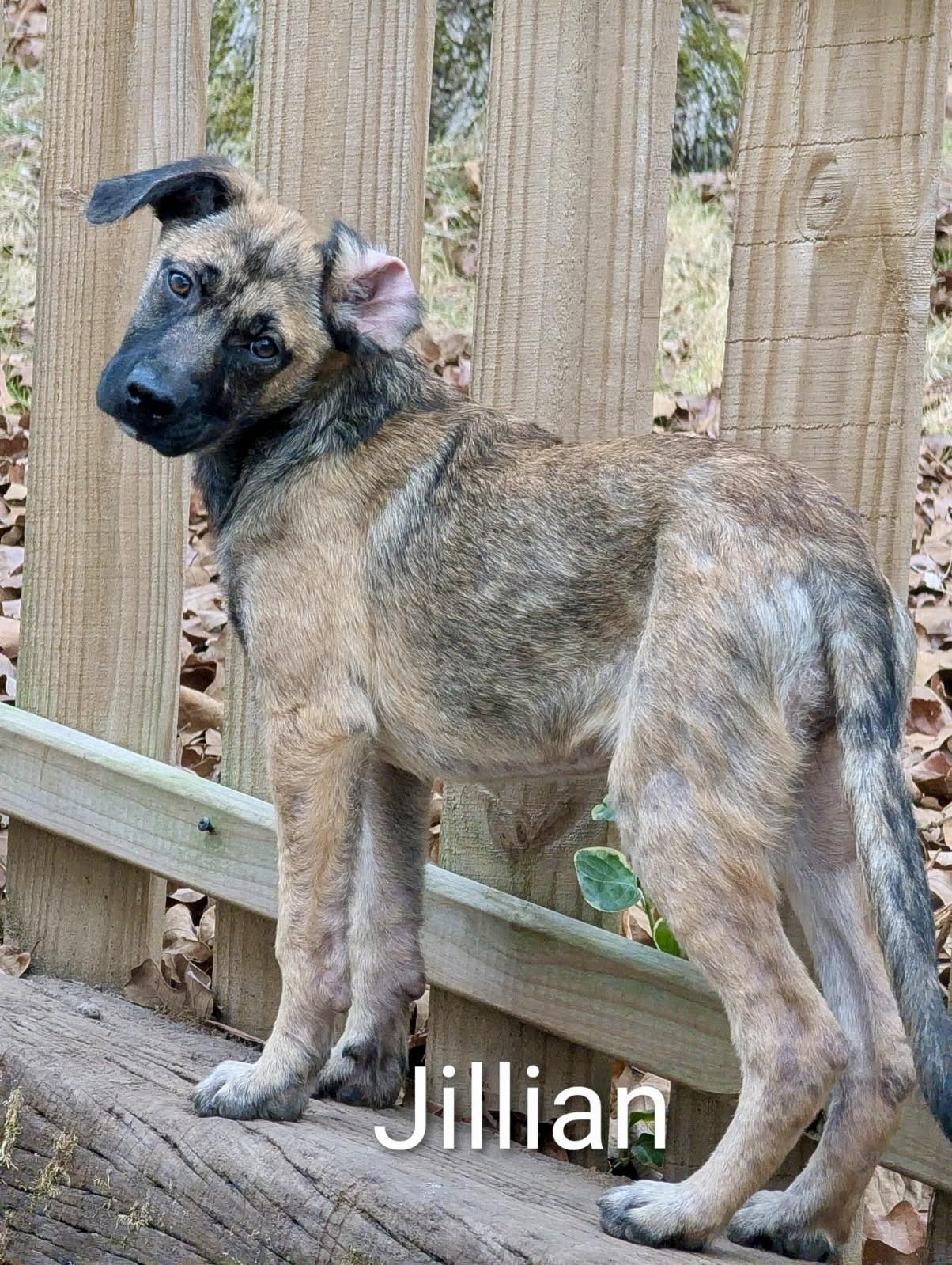 Jillian, ADOPTABLE, Puppy Female Shepherd.