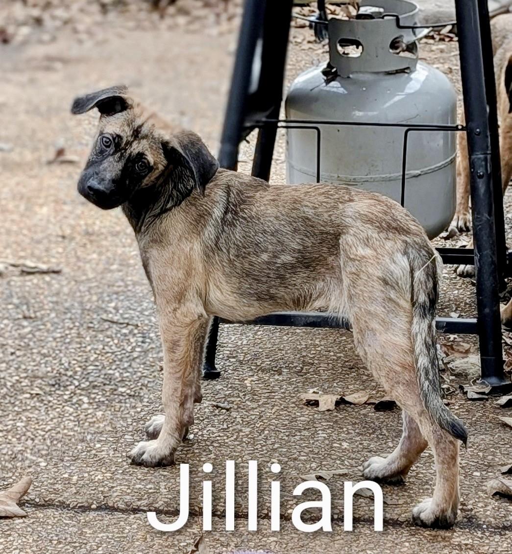 Jillian, a ADOPTABLE mixed breed in Pembroke, MA image 2/2