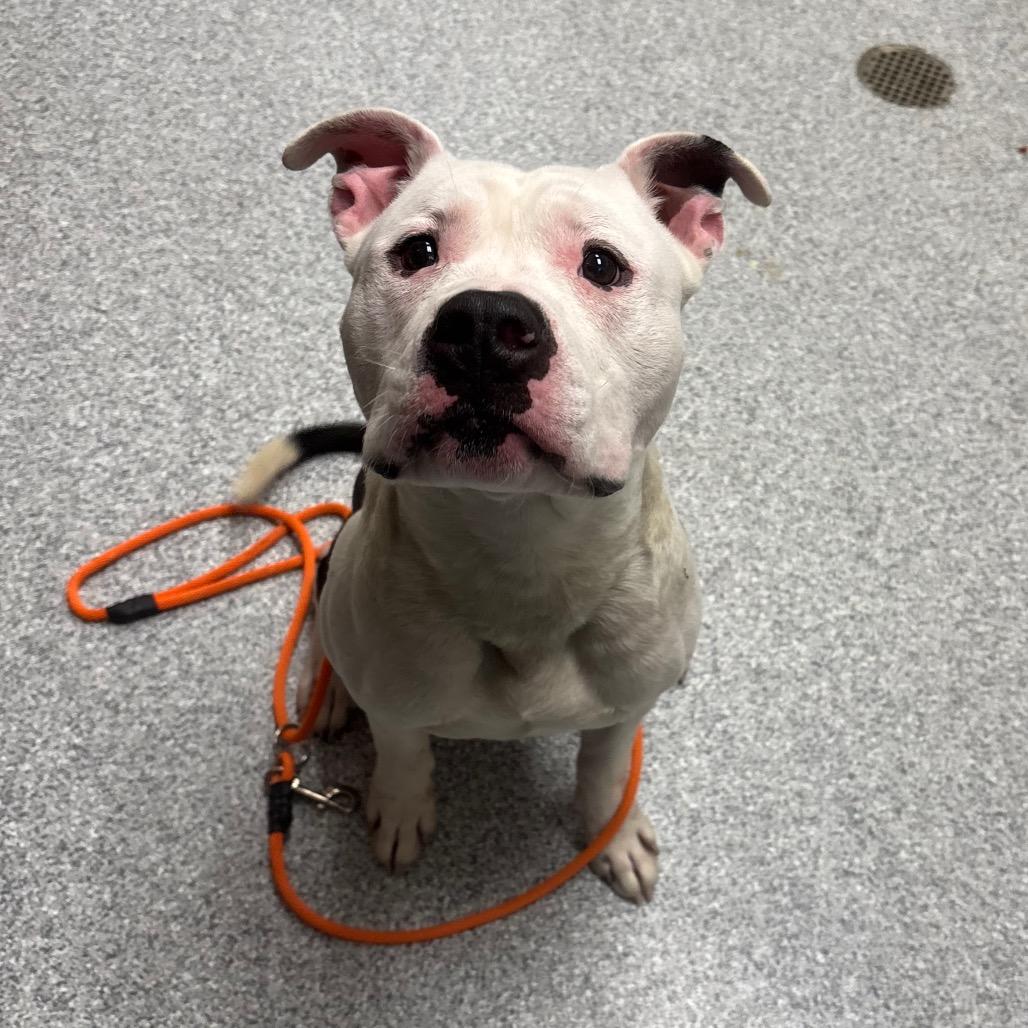 Chops, Adoptable, Adult Male American Staffordshire Terrier.