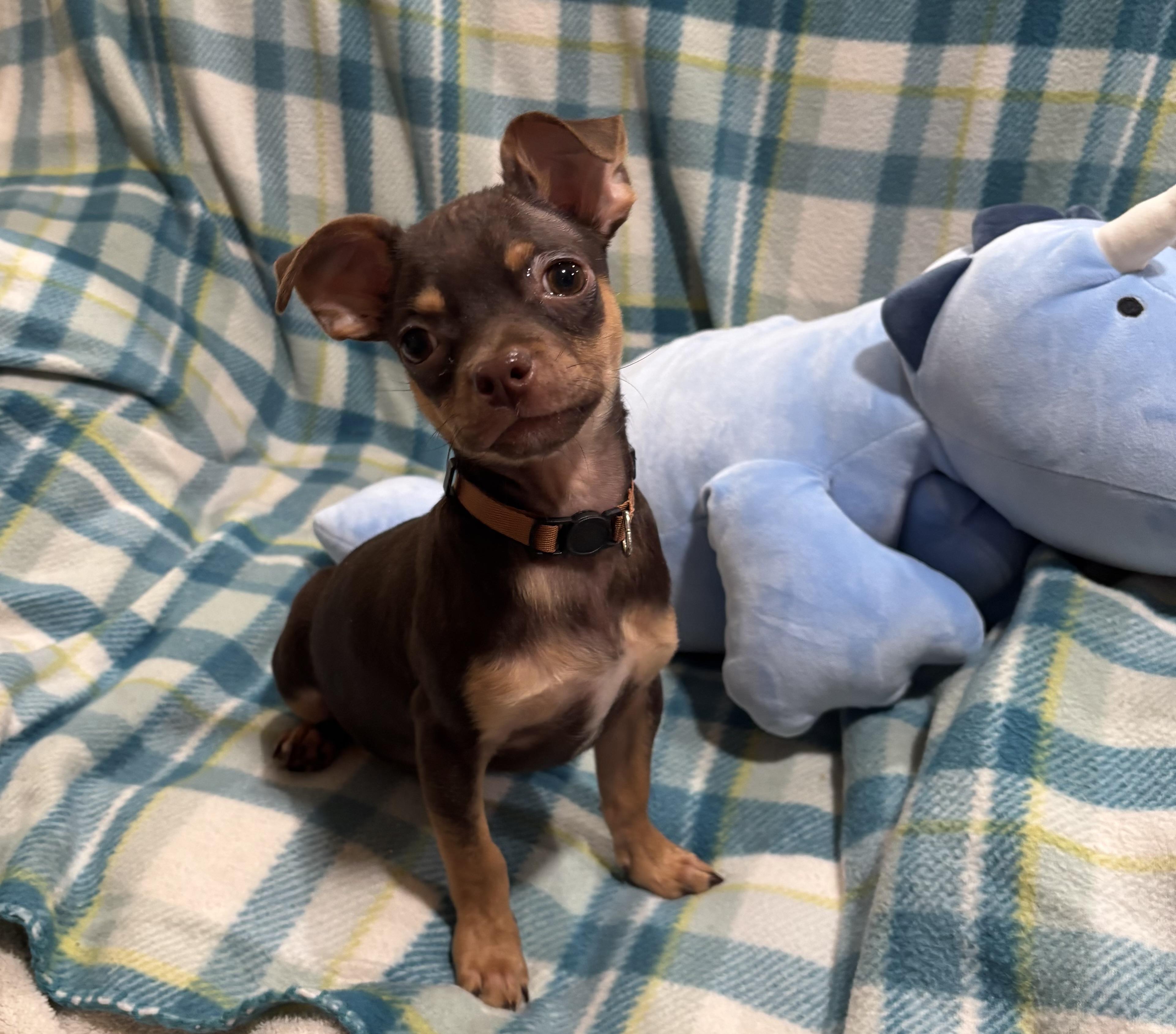 Enlarge Cocoa Bean, an adopted Chihuahua in Foster, OR image 5/6