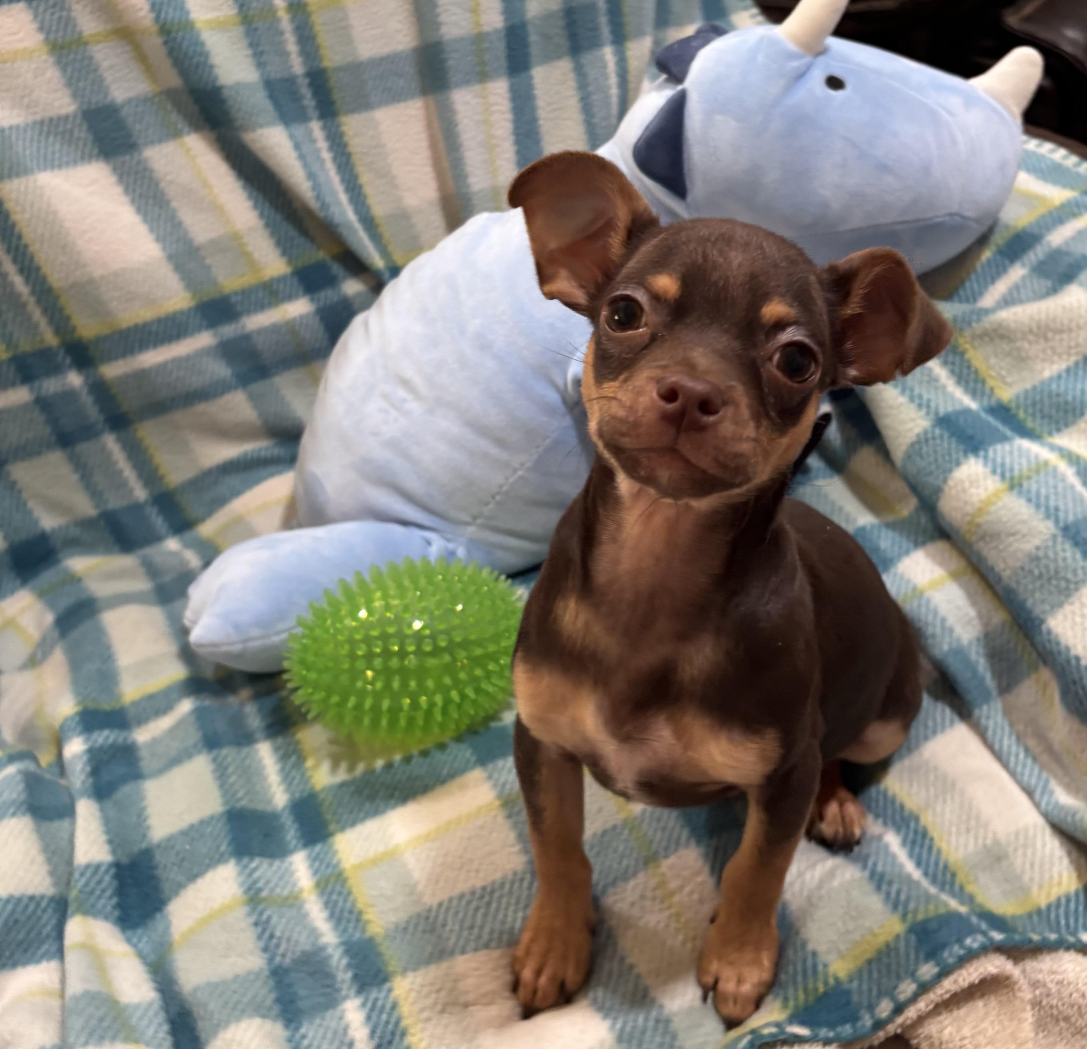 Enlarge Cocoa Bean, an adopted Chihuahua in Foster, OR image 4/6