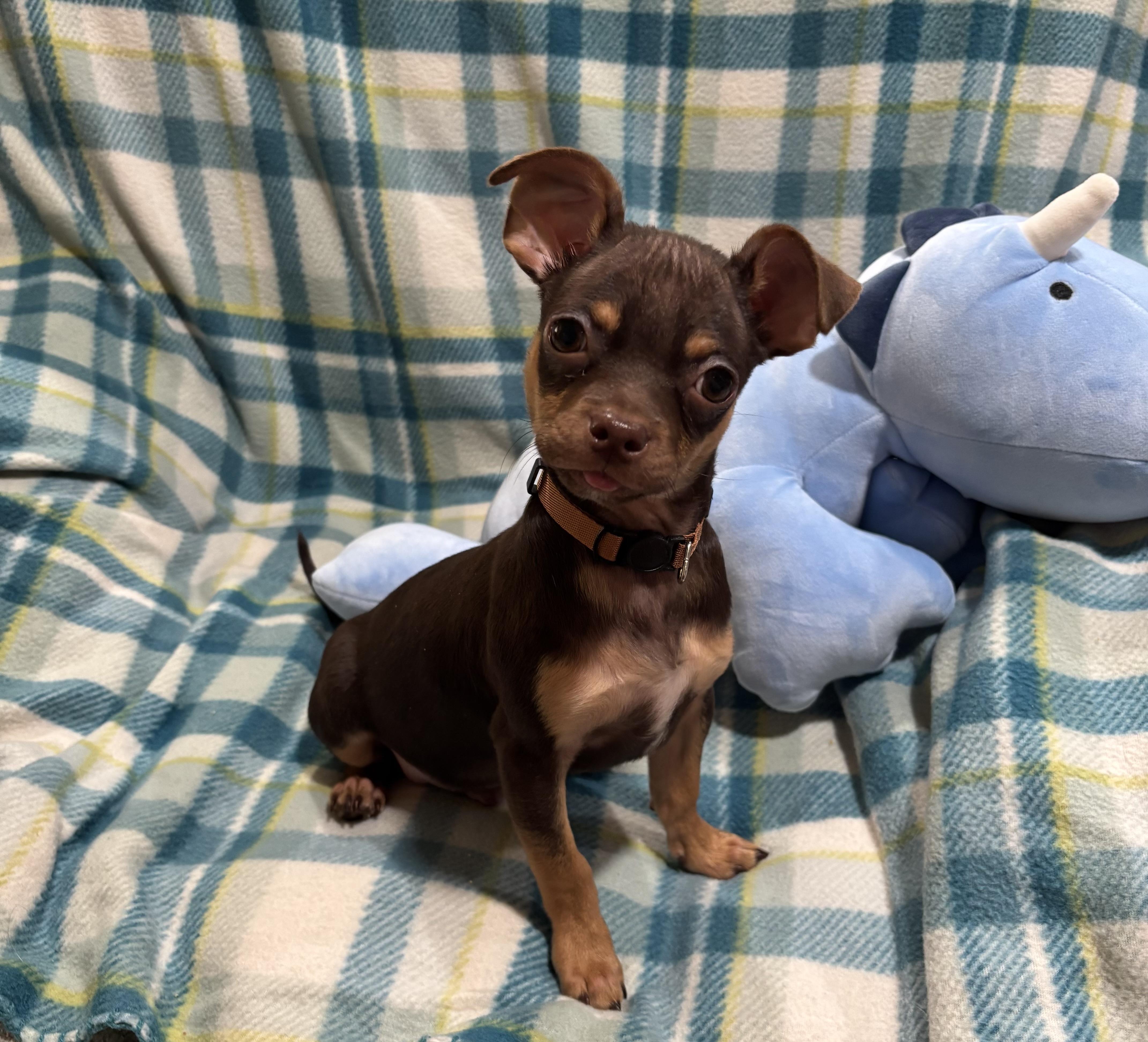 Enlarge Cocoa Bean, an adopted Chihuahua in Foster, OR image 3/6