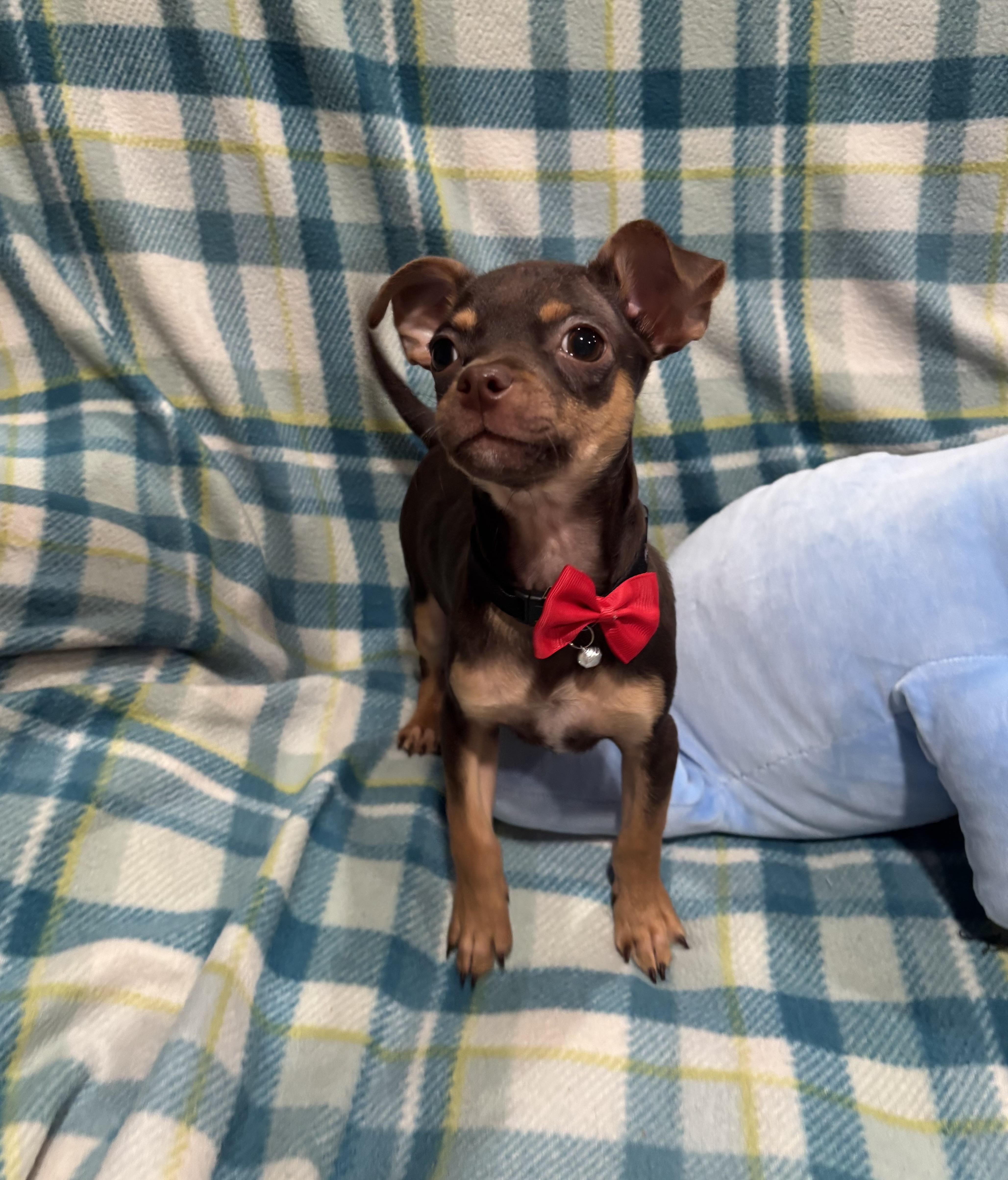 Enlarge Cocoa Bean, an adopted Chihuahua in Foster, OR image 6/6