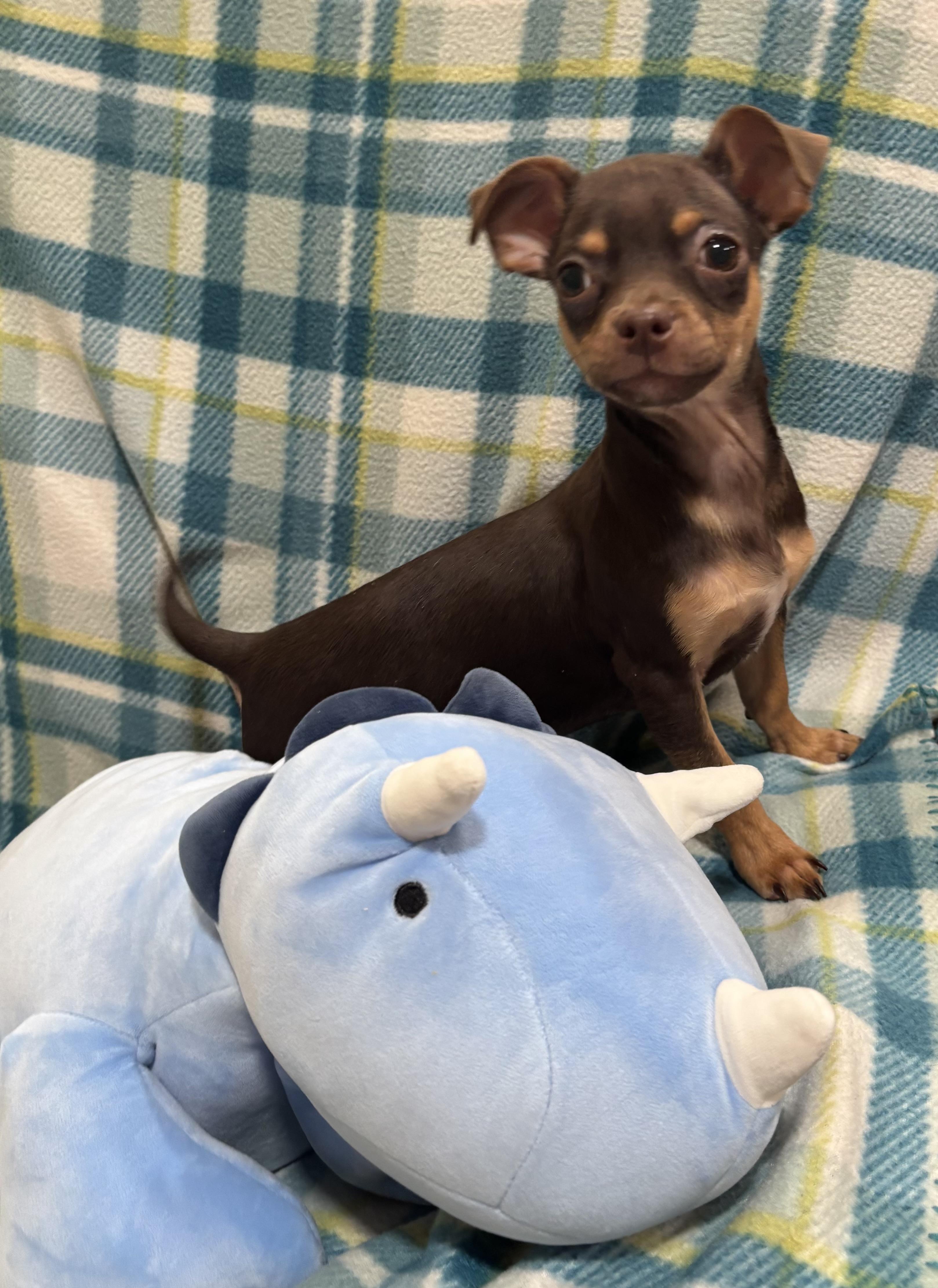 Enlarge Cocoa Bean, an adopted Chihuahua in Foster, OR image 2/6