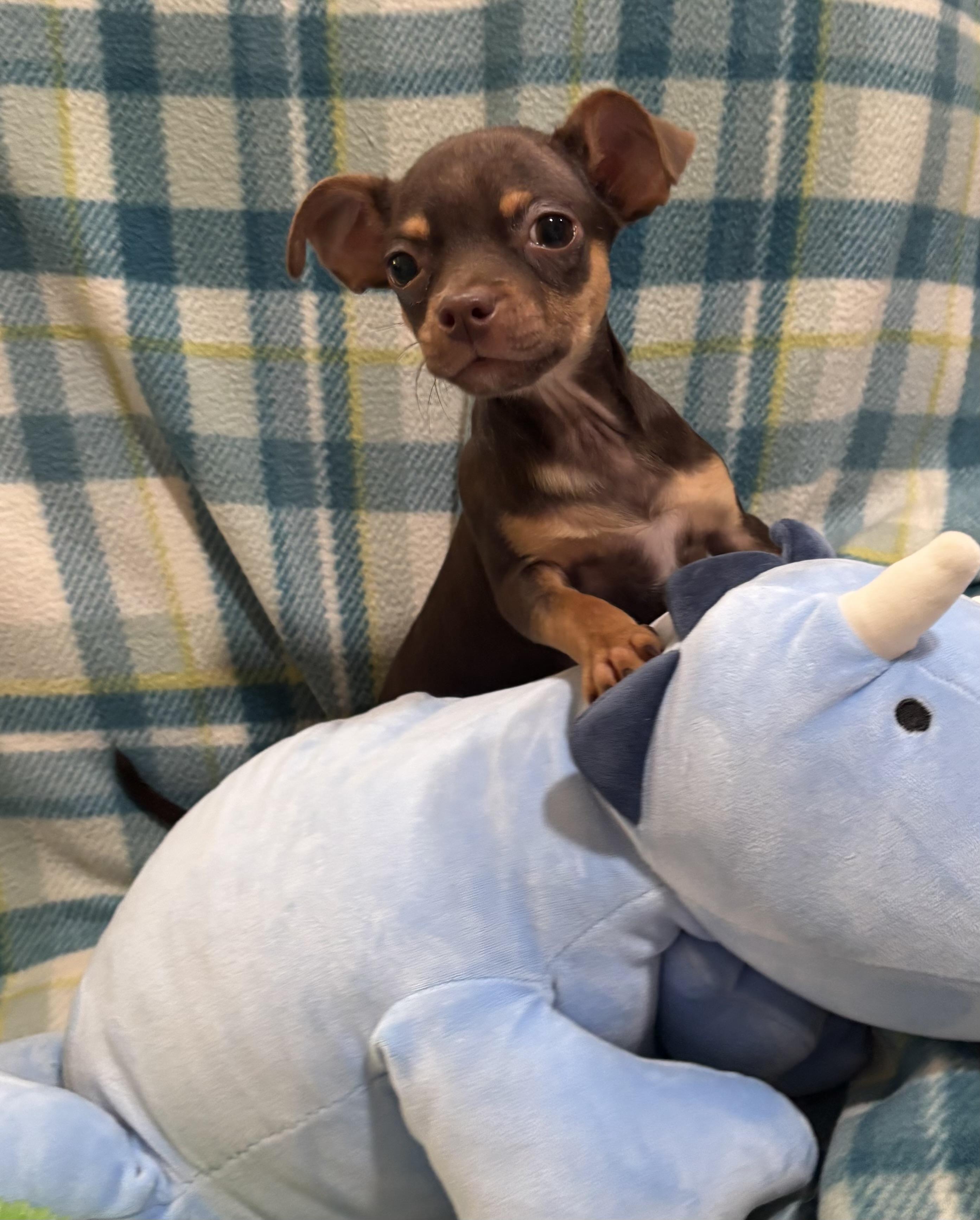 Cocoa Bean, adopted, Puppy Male Chihuahua.