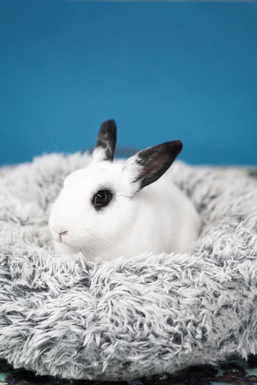 Enlarge Dash, an adoptable Hotot in Jefferson, LA image 1/1