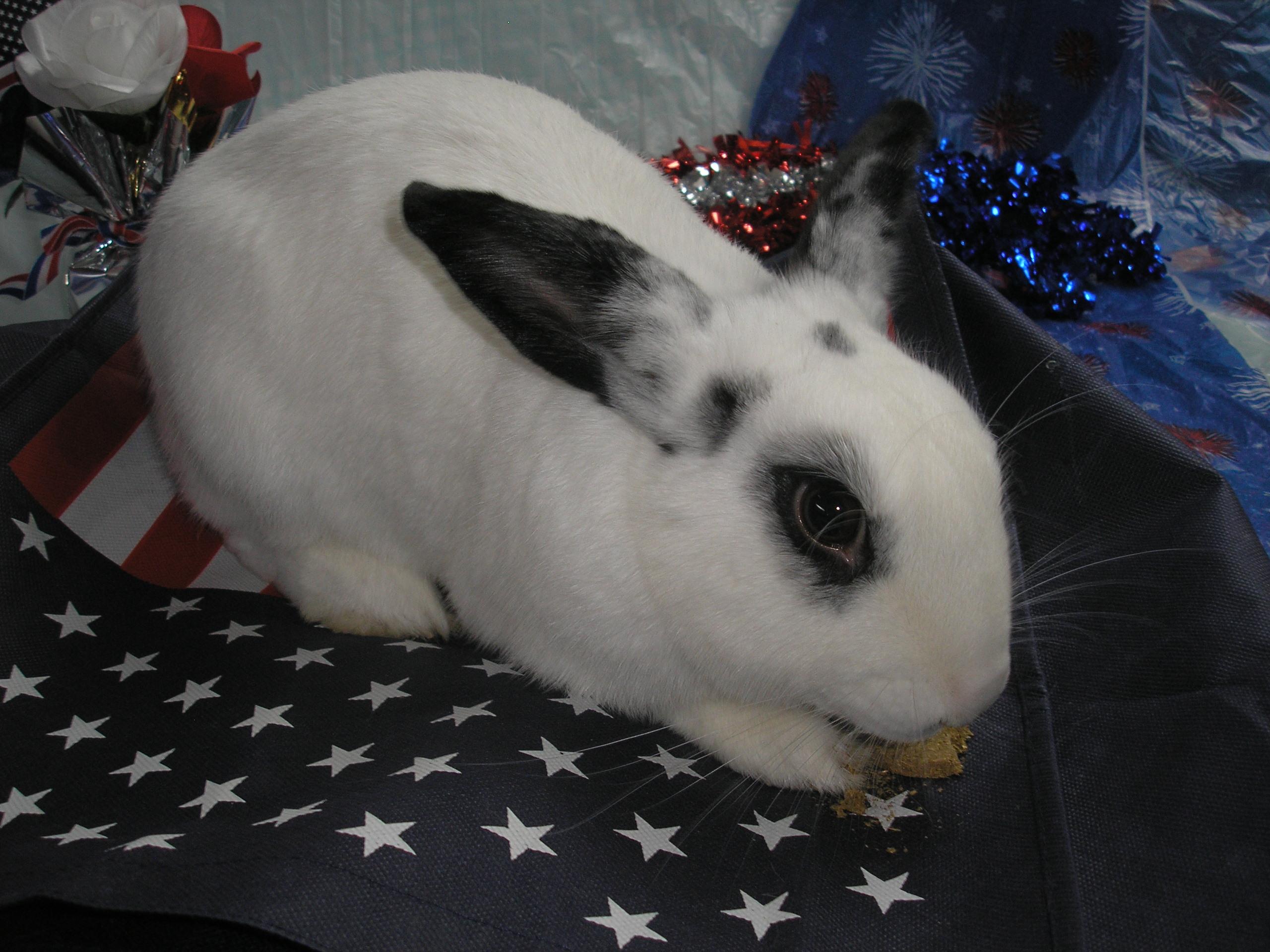 Enlarge Dash, an adoptable Hotot in Jefferson, LA image 3/4
