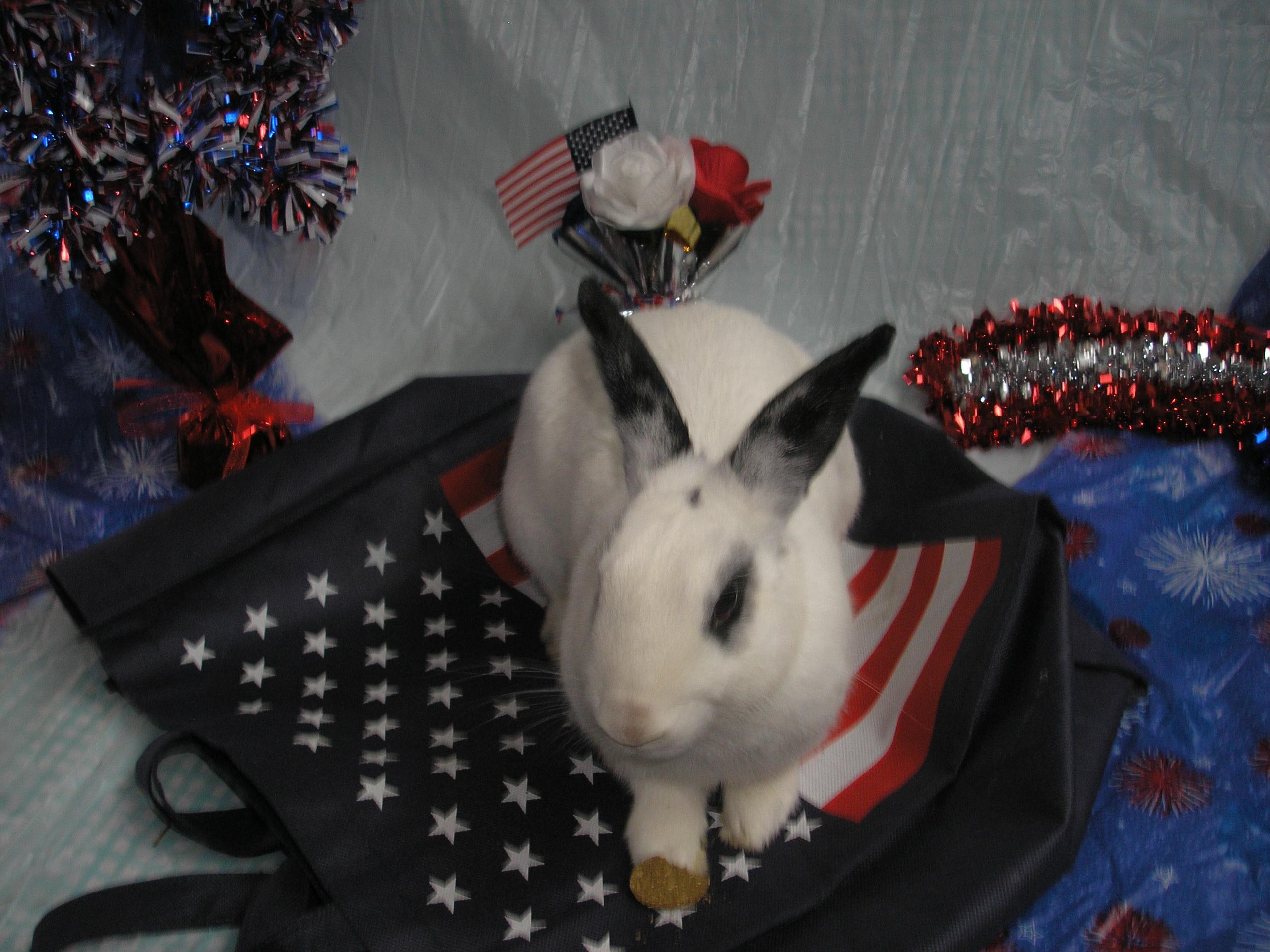 Enlarge Dash, an adoptable Hotot in Jefferson, LA image 4/4