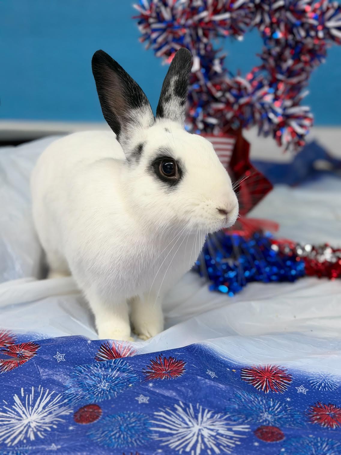 Dash, adoptable, Young Male Hotot.
