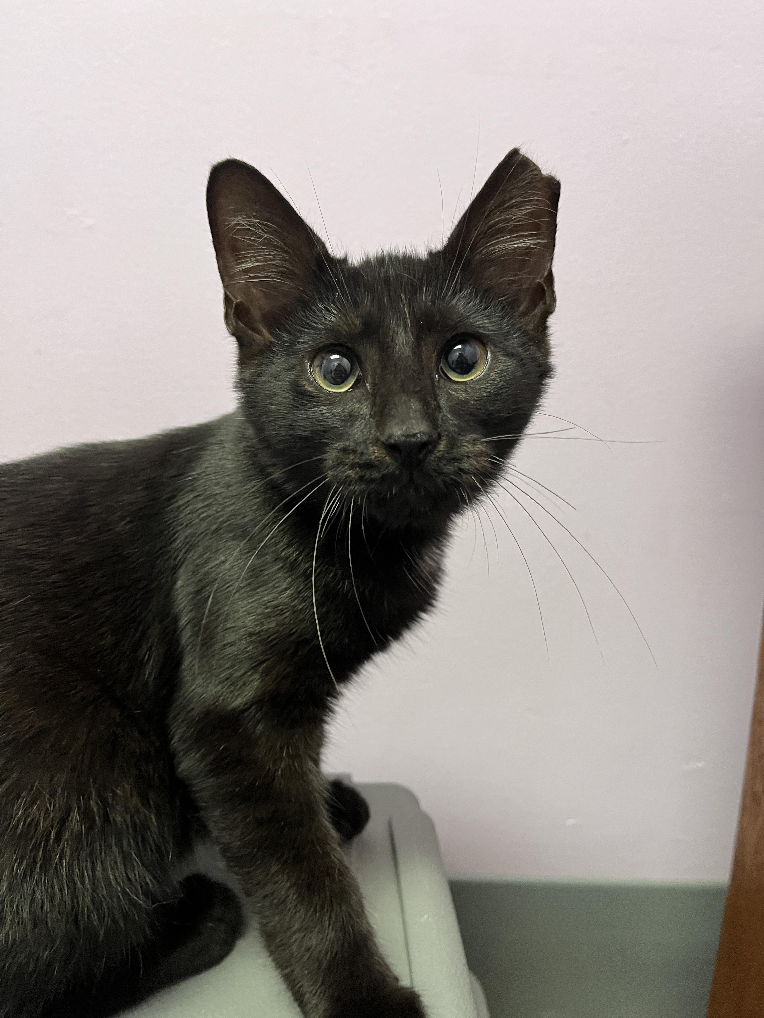 Cat available for adoption - (614) 636-2587