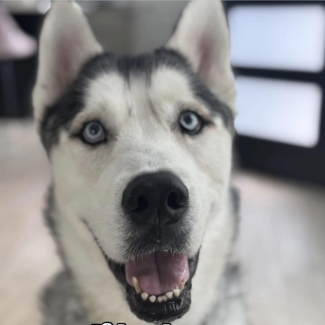 Lobo, adoptable, Young Male Husky.