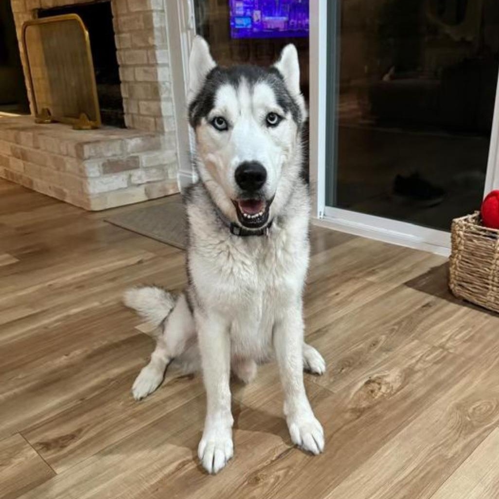 Lobo, an adoptable Husky in Houston, TX image 2/5