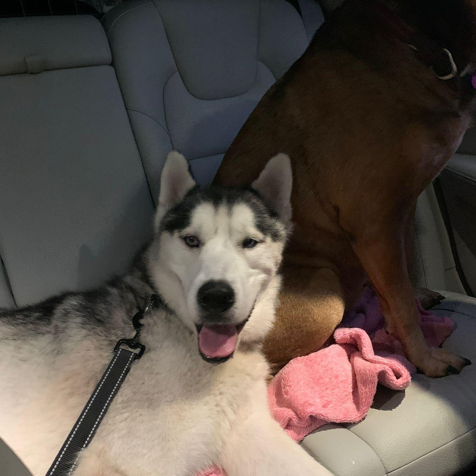 Lobo, an adoptable Husky in Houston, TX image 3/5