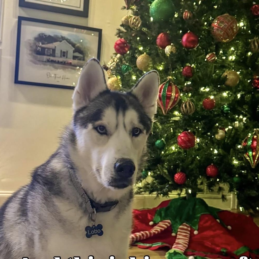 Lobo, an adoptable Husky in Houston, TX image 5/5