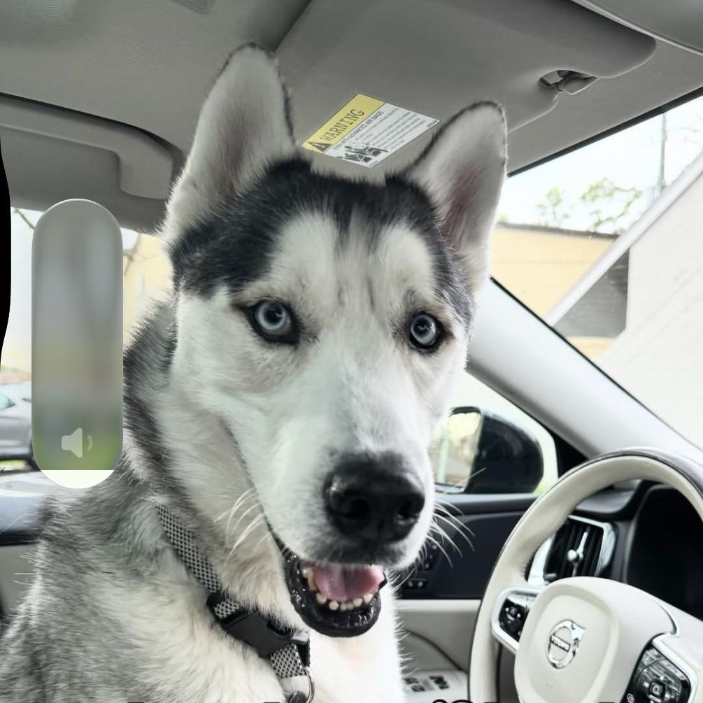 Lobo, an adoptable Husky in Houston, TX image 4/5