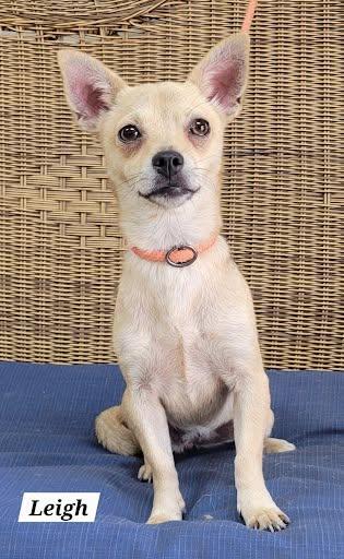 Leigh, adopted, Young Female Chiweenie.