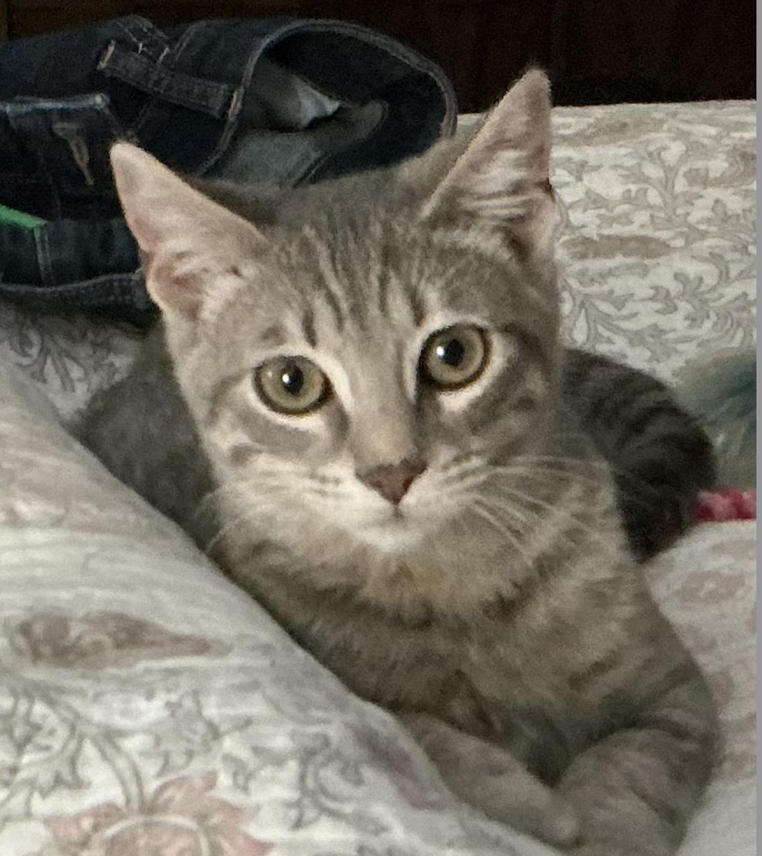 Pippy, ADOPTABLE, Young Male American Shorthair.