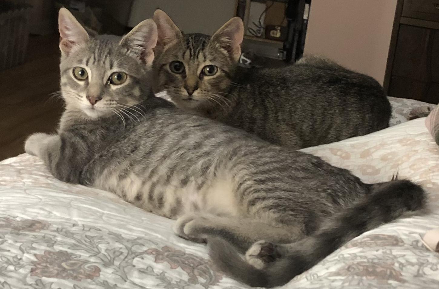 Enlarge Pippy, a ADOPTABLE American Shorthair in Shelbyville, TN image 2/2