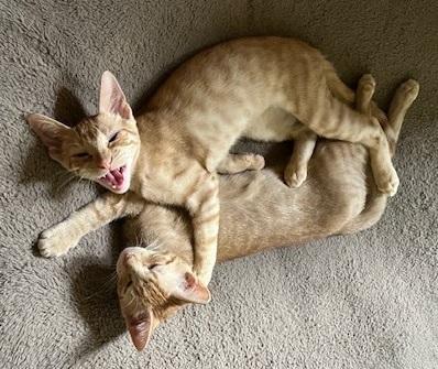 Gummy Bear #sweet-tooth-litter